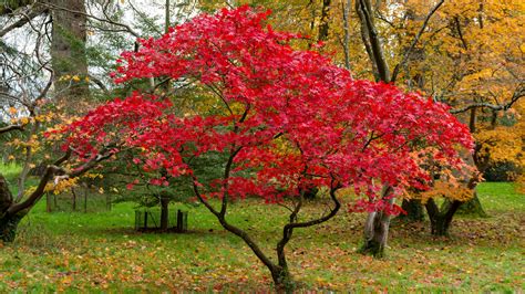 如何描寫紅楓樹：從枝、葉、幹、根盡顯其美