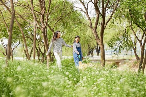 滻灞溼地公園怎麼走，公園內有沒有可以租借的環保手推車？