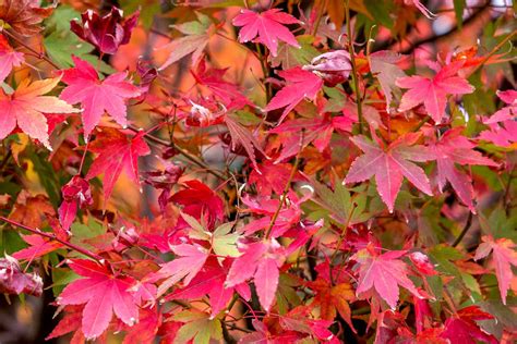 巫山楓葉多久開始紅多久開始紅